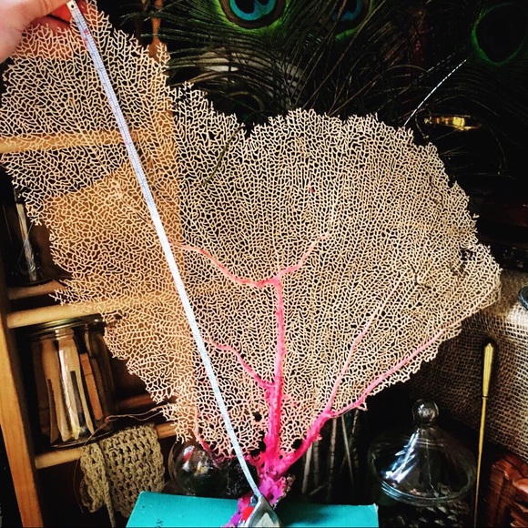 VINTAGE EXTINCT RED SEA FAN 2: $120 - Picture 4 of 6